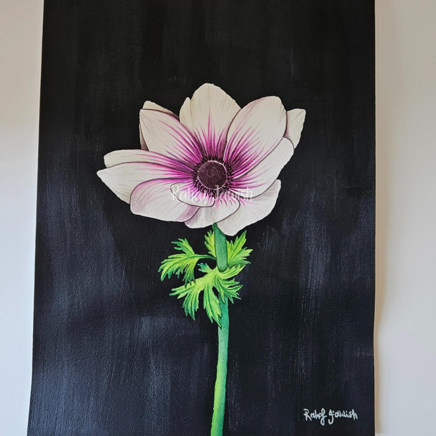 Anemone